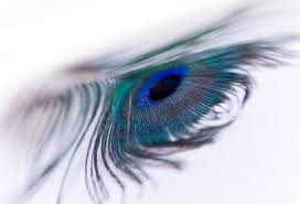 Peacock feather